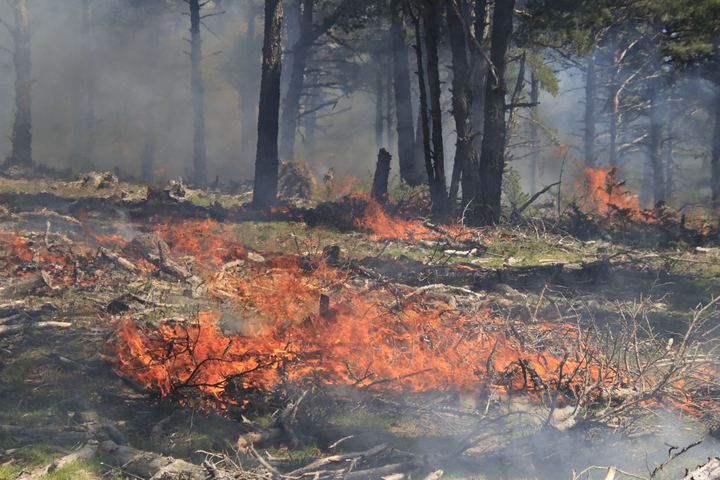 Prescribed burning in Spain, photo 2 of 11