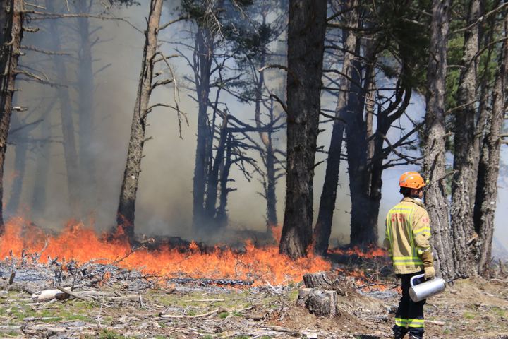 Prescribed burning in Spain, photo 5 of 11