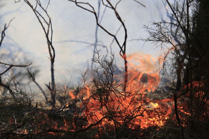 Prescribed burning in Spain, photo 9 of 11